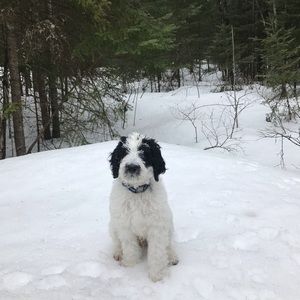 Meet your Posher, Antoine